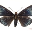 045 Lepidoptera 116d (FD) Hesperiidae Pteroteinon laufella f 11E5K2IMG_72846wtmk.jpg