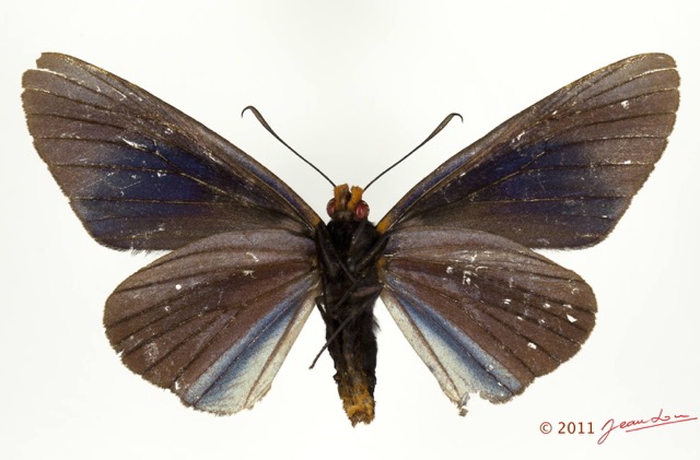 046 Lepidoptera 116d (FV) Hesperiidae Pteroteinon laufella f 11E5K2IMG_72847wtmk.jpg
