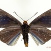 046 Lepidoptera 116d (FV) Hesperiidae Pteroteinon laufella f 11E5K2IMG_72847wtmk.jpg