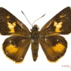 047 Lepidoptera 117c (FD) Hesperiidae Rhabdomantis sosia f 12E5K2IMG_73850wtmk.jpg