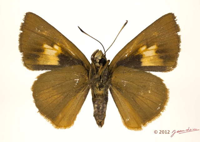 048 Lepidoptera 117c (FV) Hesperiidae Rhabdomantis sosia f 12E5K2IMG_73851wtmk.jpg