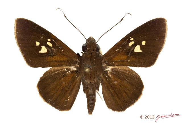 049 Lepidoptera 118a (FD) Hesperiidae Zophopetes cerymica 12E5K2IMG_73858wtmk.jpg