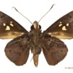 050 Lepidoptera 118a (FV) Hesperiidae Zophopetes cerymica 12E5K2IMG_73859wtmk.jpg