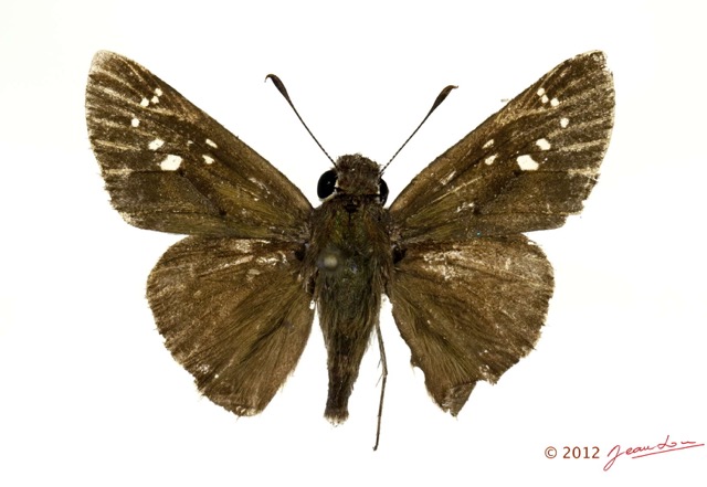 051 Lepidoptera 118b (FD) Hesperiidae Pelopidas thrax 12E5K2IMG_73927wtmk.jpg