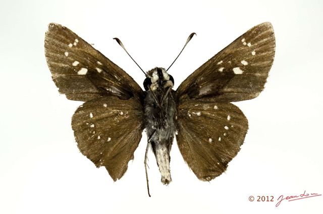 052 Lepidoptera 118b (FV) Hesperiidae Pelopidas thrax 12E5K2IMG_73928wtmk.jpg