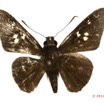 053 Lepidoptera 119a (FD) Hesperiidae Gretna carmen 12E5K2IMG_73929wtmk.jpg