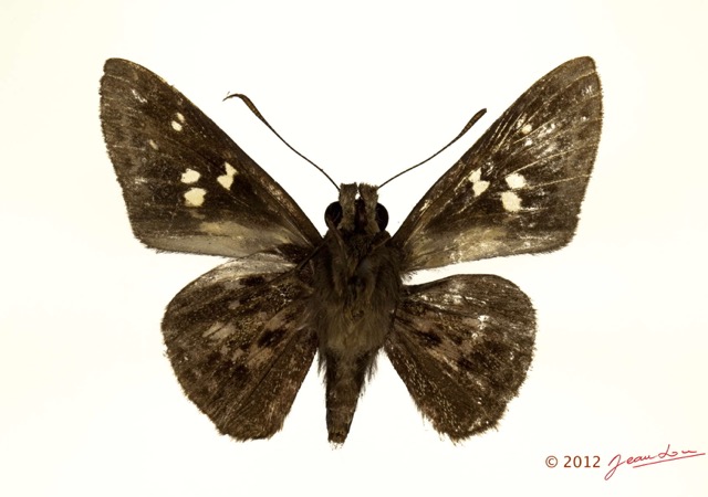 054 Lepidoptera 119a (FV) Hesperiidae Gretna carmen 12E5K2IMG_73930wtmk.jpg