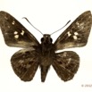 054 Lepidoptera 119a (FV) Hesperiidae Gretna carmen 12E5K2IMG_73930wtmk.jpg