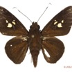 055 Lepidoptera 119b (FD) Hesperiidae Zophopetes cerymica m 12E5K2IMG_73959wtmk.jpg