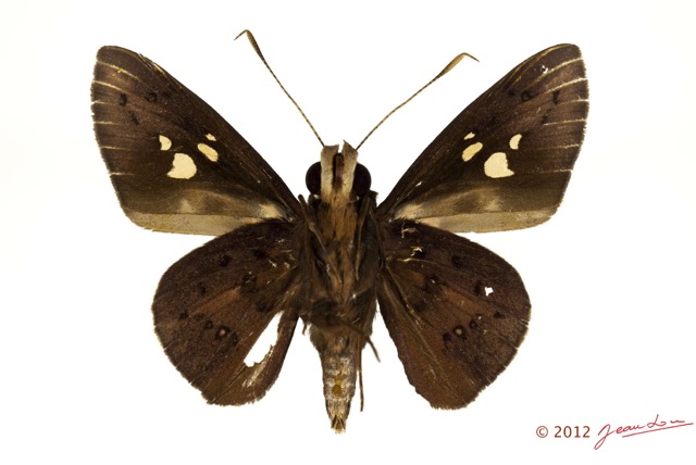 056 Lepidoptera 119b (FV) Hesperiidae Zophopetes cerymica m 12E5K2IMG_73960wtmk.jpg