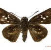 057 Lepidoptera 119d (FD) Hesperiidae Fresna nyassae f 12E5K2IMG_76691wtmk.jpg