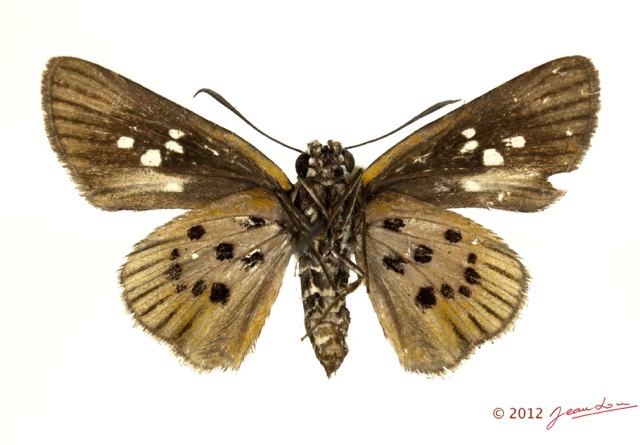 058 Lepidoptera 119d (FV) Hesperiidae Fresna nyassae f 12E5K2IMG_76692wtmk.jpg