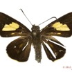 059 Lepidoptera 120a (FD) Hesperiidae Caenides benga f 12E5K2IMG_76699wtmk.jpg