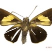 060 Lepidoptera 120a (FV) Hesperiidae Caenides benga f 12E5K2IMG_76700wtmk.jpg