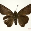 061 Lepidoptera 121c (FD) Hesperiidae Coeliades libeon m 13E5K3IMG_90836wtmk.jpg