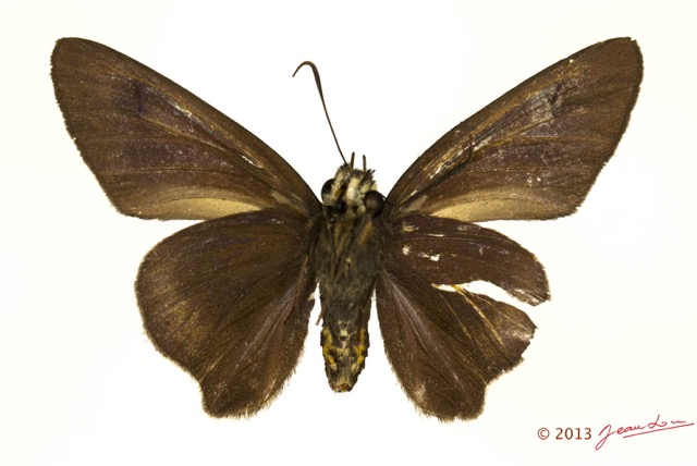 062 Lepidoptera 121c (FV) Hesperiidae Coeliades libeon m 13E5K3IMG_90837wtmk.jpg