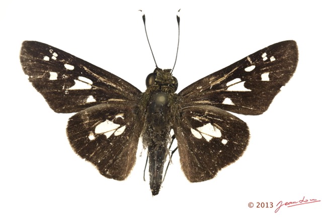 063 Lepidoptera 122c (FD) Hesperiidae Andronymus gander 13E5K3IMG_93178wtmk.jpg