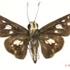 064 Lepidoptera 122c (FV) Hesperiidae Andronymus gander 13E5K3IMG_93179wtmk.jpg