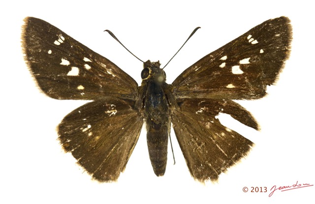 065 Lepidoptera 122d (FD) Hesperiidae Borbo fanta 13E5K3IMG_93180wtmk.jpg