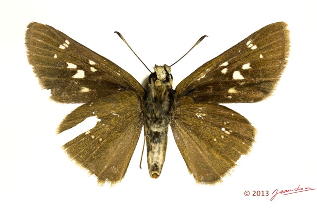066 Lepidoptera 122d (FV) Hesperiidae Borbo fanta 13E5K3IMG_93181wtmk.jpg