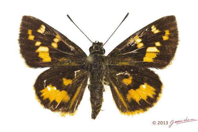 067 Lepidoptera 123a (FD) Hesperiidae Pardaleodes edipus f 13E5K3IMG_93182wtmk.jpg