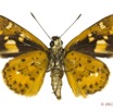 068 Lepidoptera 123a (FV) Hesperiidae Pardaleodes edipus f 13E5K3IMG_93183wtmk.jpg