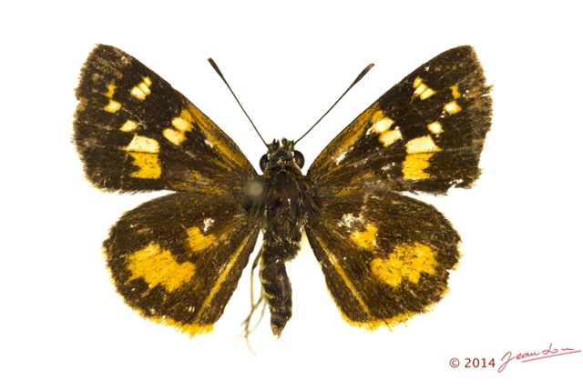 069 Lepidoptera 124a (FD) Hesperiidae Pardaleodes edipus f 13E5K3IMG_95416wtmk.jpg