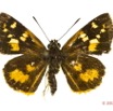 069 Lepidoptera 124a (FD) Hesperiidae Pardaleodes edipus f 13E5K3IMG_95416wtmk.jpg
