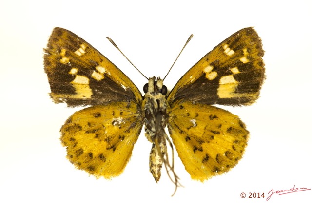 070 Lepidoptera 124a (FV) Hesperiidae Pardaleodes edipus f 13E5K3IMG_95417wtmk.jpg