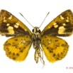 070 Lepidoptera 124a (FV) Hesperiidae Pardaleodes edipus f 13E5K3IMG_95417wtmk.jpg