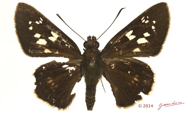 071 Lepidoptera 126a (FD) Hesperiidae Borbo fanta f 14E5K3IMG_97282wtmk.jpg