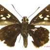 072 Lepidoptera 126a (FV) Hesperiidae Borbo fanta f 14E5K3IMG_97283wtmk.jpg
