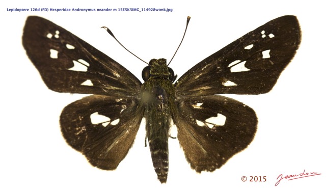 073 Lepidoptera 126d (FD) Hesperiidae Andronymus neander m 15E5K3IMG_114928wtmk.jpg