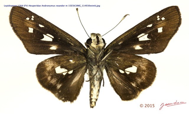 074 Lepidoptera 126d (FV) Hesperiidae Andronymus neander m 15E5K3IMG_114930wtmk.jpg