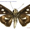 074 Lepidoptera 126d (FV) Hesperiidae Andronymus neander m 15E5K3IMG_114930wtmk.jpg