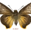 075 Lepidoptera 139a (FD) Hesperiidae Coeliadinae Coeliades forestan M 17E5K3IMG_125929wtmk.jpg
