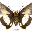 076 Lepidoptera 139a (FV) Hesperiidae Coeliadinae Coeliades forestan M 17E5K3IMG_125930wtmk.jpg