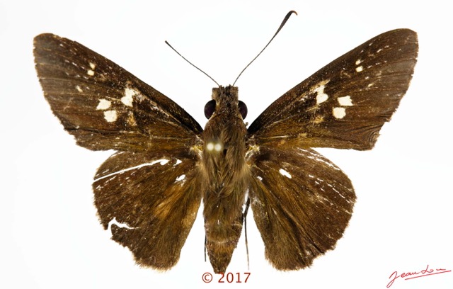 077 Lepidoptera 139b (FD) Hesperiidae Hesperiinae Gretna bugoma M 17E5K3IMG_171202126050_DxOwtmk.jpg