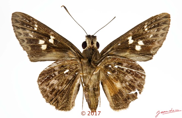 078 Lepidoptera 139b (FV) Hesperiidae Hesperiinae Gretna bugoma M 17E5K3IMG_171202126051_DxOwtmk.jpg