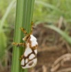 003 Insecta Lepidoptera Heterocera Mounana 16RX104IMG_1000431wtmk.jpg