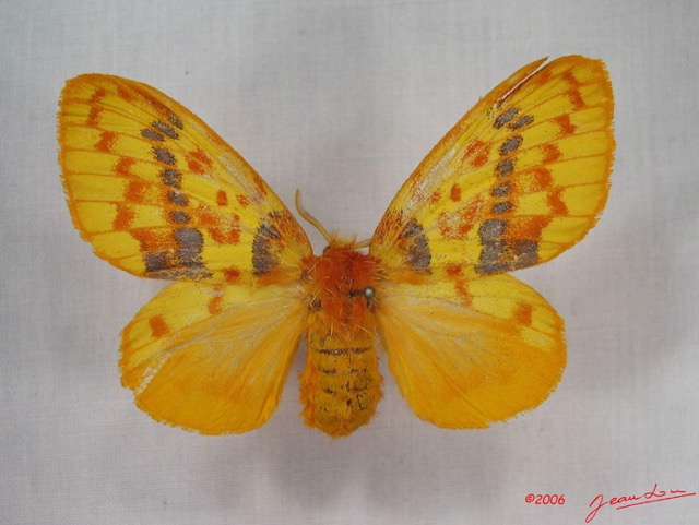 003 Heterocera (FD) Lasiocampidae Chrysopsyche maera Schaus 1893 f IMG_3628WTMK.jpg