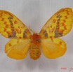 003 Heterocera (FD) Lasiocampidae Chrysopsyche maera Schaus 1893 f IMG_3628WTMK.jpg