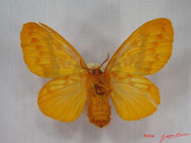 004 Heterocera (FV) Lasiocampidae Chrysopsyche maera Schaus 1893 f IMG_3629WTMK.jpg