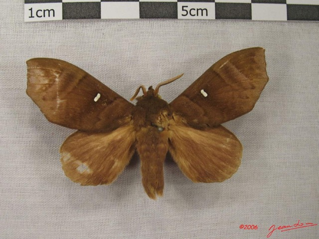 007 Heterocera (FD) Lasiocampidae Gonobombyx angulata Aurivillius 1893 IMG_3890WTMK.jpg