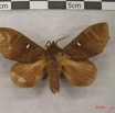 007 Heterocera (FD) Lasiocampidae Gonobombyx angulata Aurivillius 1893 IMG_3890WTMK.jpg
