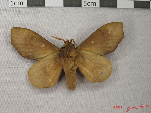 008 Heterocera (FV) Lasiocampidae Gonobombyx angulata Aurivillius 1893 IMG_3893WTMK.jpg