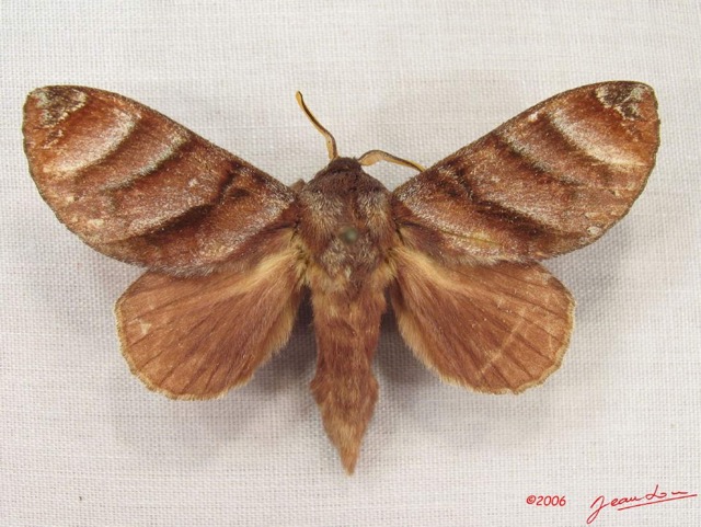 009 Heterocera (FD) Lasiocampidae Gonobombyx porphyria Holland 1893 m IMG_3927WTMK.jpg