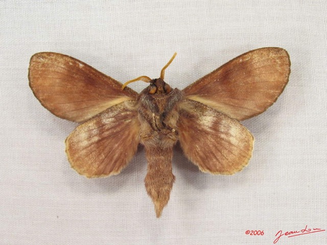 010 Heterocera (FV) Lasiocampidae Gonobombyx porphyria Holland 1893 m IMG_3930WTMK.jpg