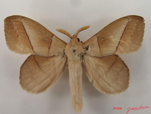 011 Heterocera (FD) Lasiocampidae Philotherma jacchus Moschler 1887 m IMG_4332WTMK.jpg