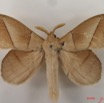 011 Heterocera (FD) Lasiocampidae Philotherma jacchus Moschler 1887 m IMG_4332WTMK.jpg